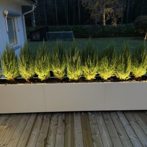 Belyst häckplanta i Plant Box i kulören Sand från Wernamo Design. LED-list som lyser uppåt. Svensktillverkad blomlåda.