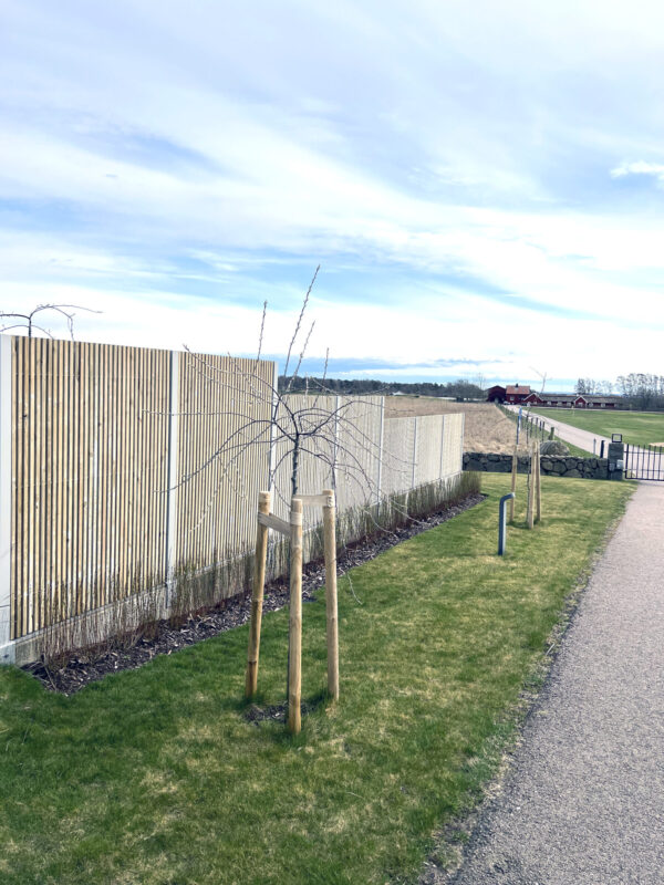 Ribbstaket ett stående staket som en ribbvägg utomhus. Silvergrå kulör i en jordnära kulör som passar in i naturen. Betong och silverpäron intill.