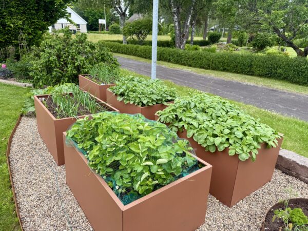 Plant Box Dyrkningskasse 120x80x60 cm - Billede 3